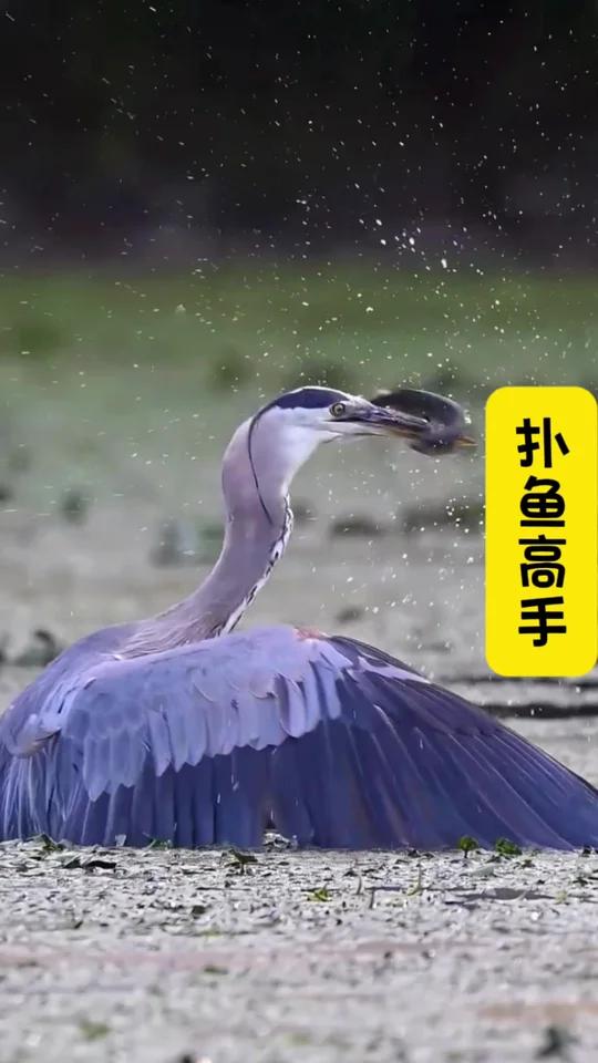 博主蹲守38天终于拍到了“真正的扑鱼高手”据说扑鱼从未空手,真的好厉害,你认真看