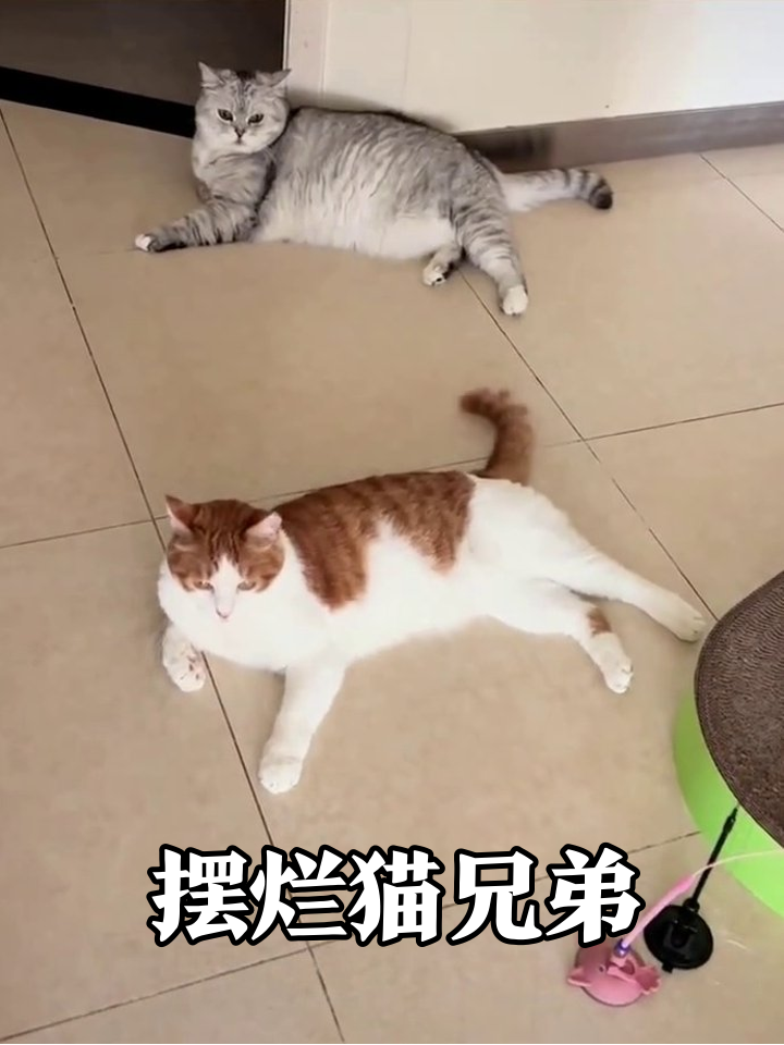 两只猫躺平大赛:橘白甩尾摸鱼,灰猫摆烂到底