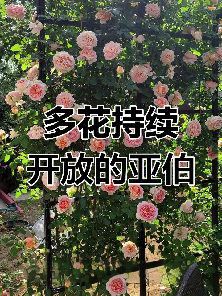 亚伯月季:多季节开花,香气四溢的经典欧月品种