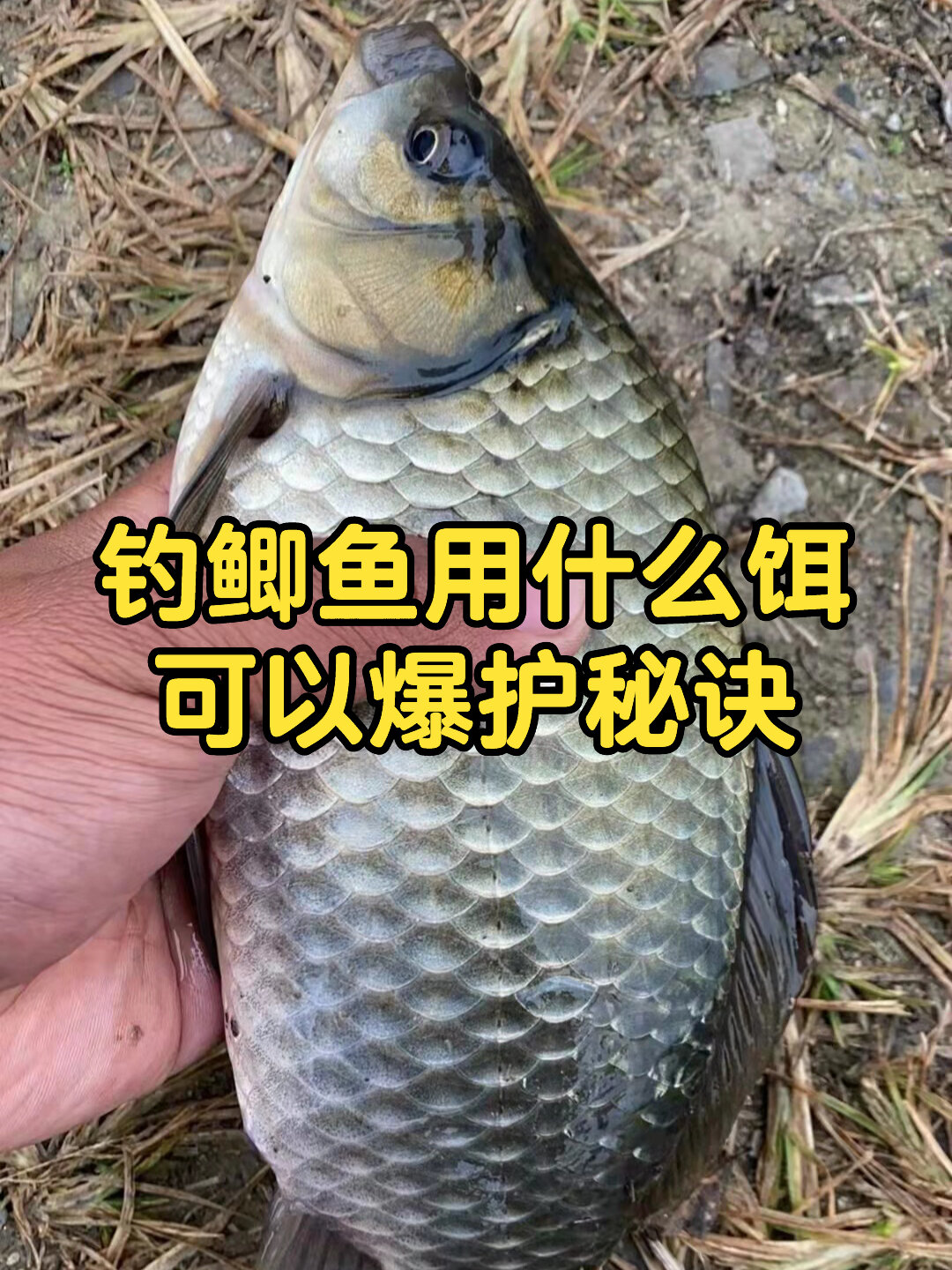 秋冬钓鲫鱼,用什么饵料爆护小技巧
