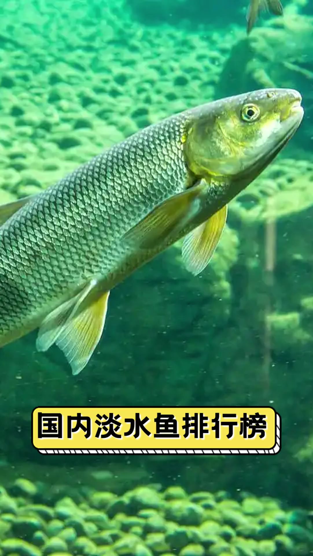 国内淡水鱼排行榜