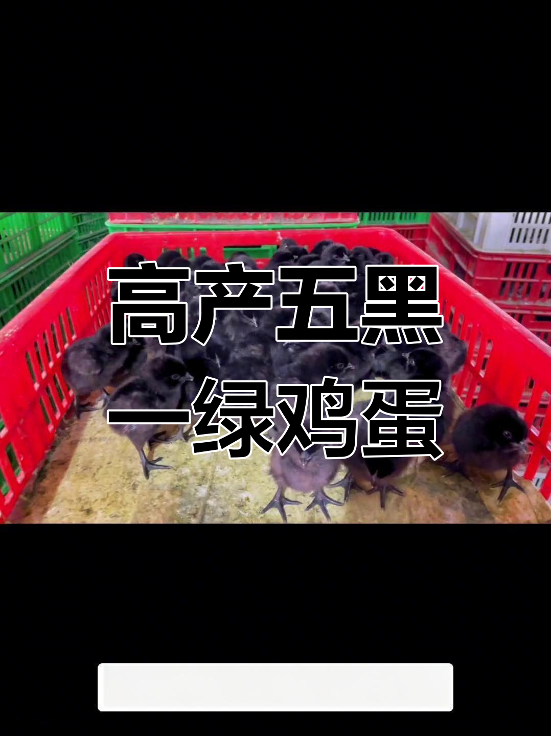 五黑一绿鸡:产蛋量高,绿色壳蛋更受欢迎