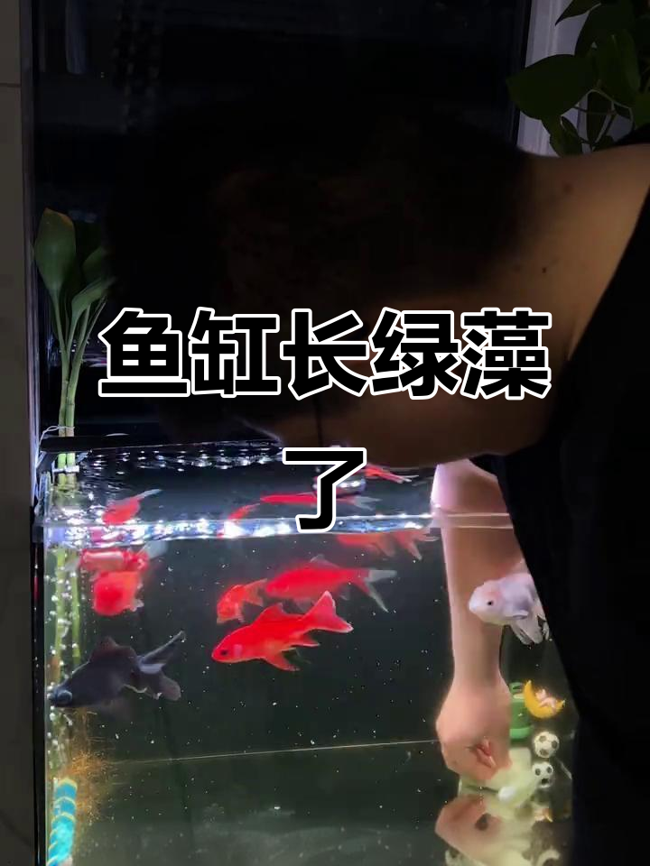 鱼缸绿藻爆发,清洗工具大变身!