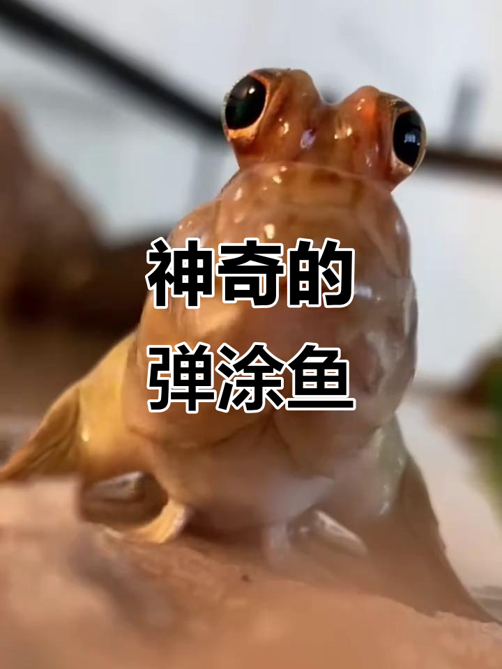 跳跳鱼:陆地生活的神奇鱼类,竟然有牙齿!