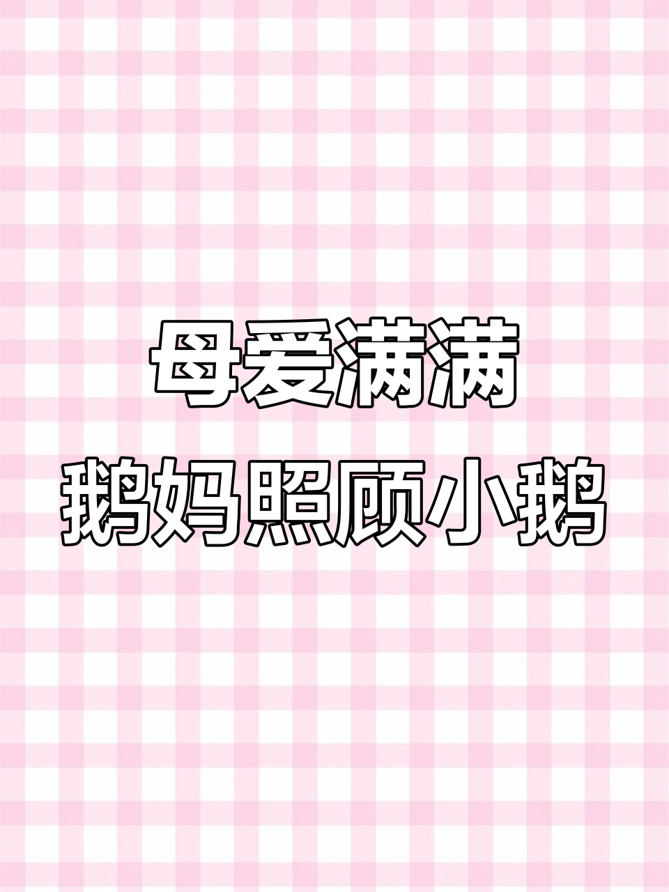 鹅妈妈用翅膀温暖小鹅，细心呵护每一刻