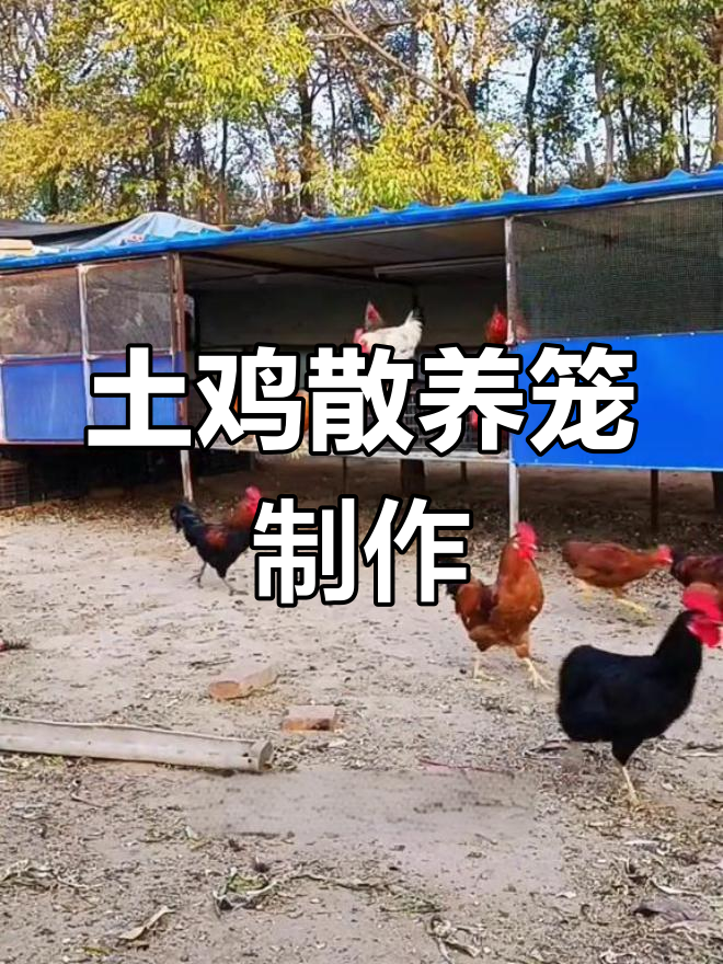 散养鸡笼设计解析:如何打造适合走地鸡的养殖环境