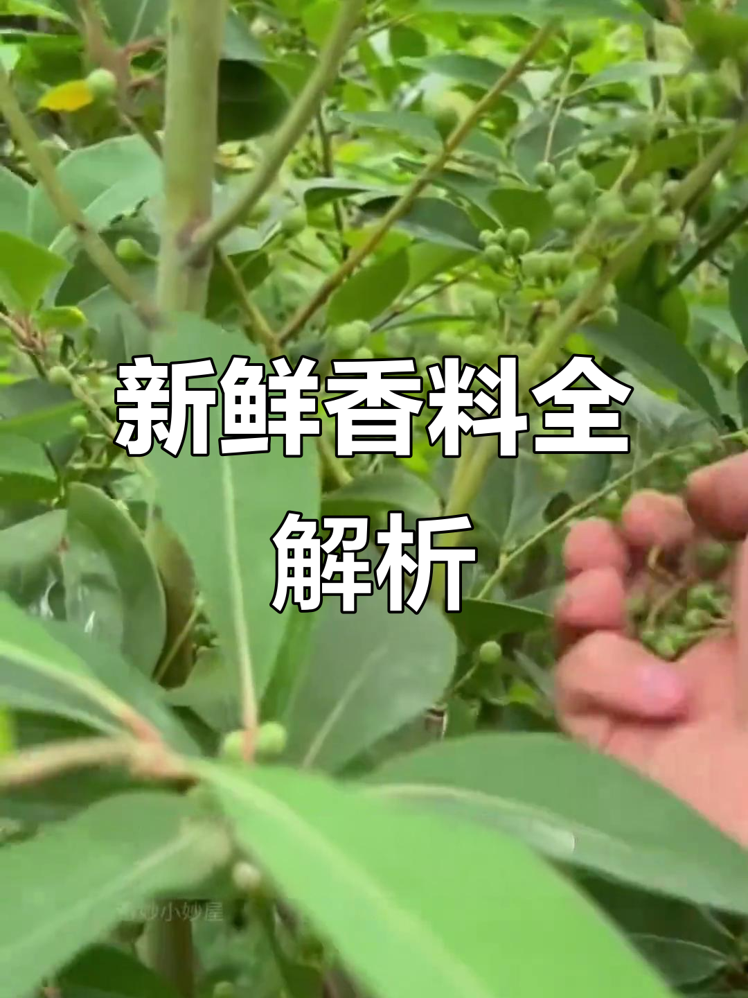 常见新鲜香料大揭秘，炖肉卤味必备！