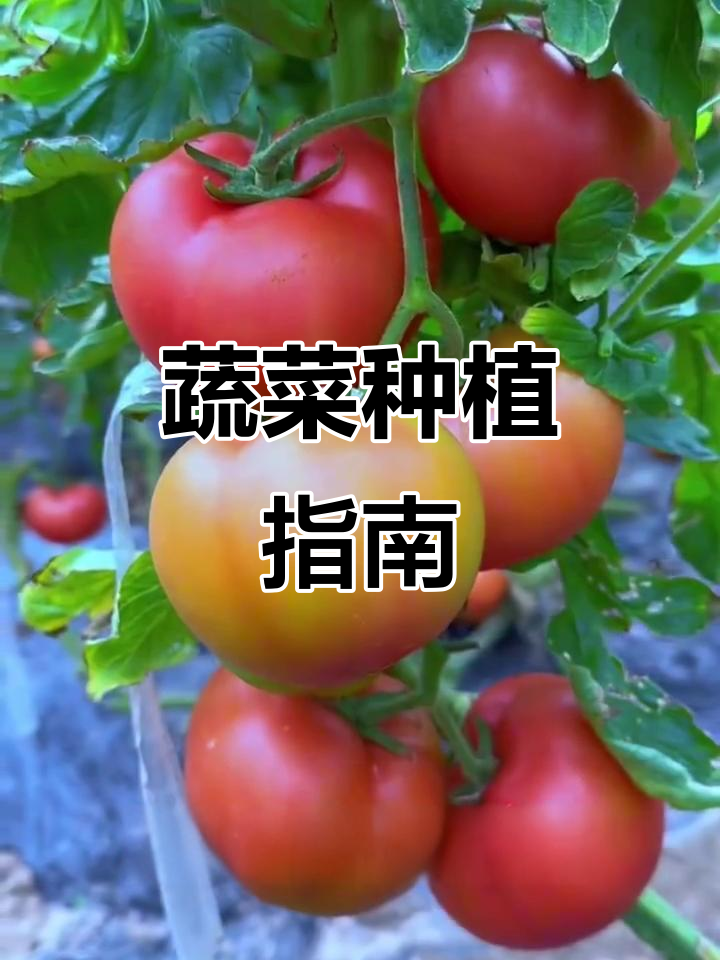 蔬菜种植时间表,按节气安排,寒冬需耐心等待