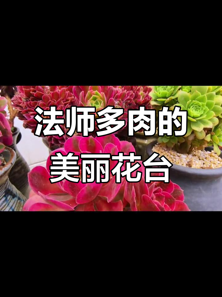形状各异的法师多肉,朋友的花台太美了