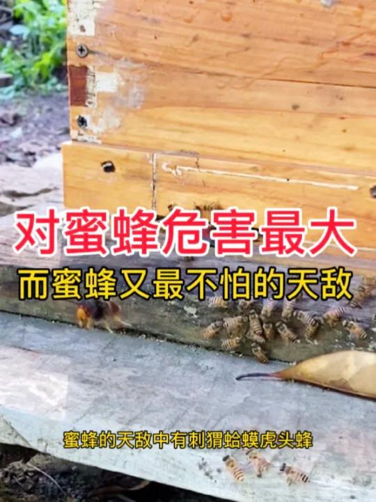 你觉得蜜蜂最不怕的天敌是什么?