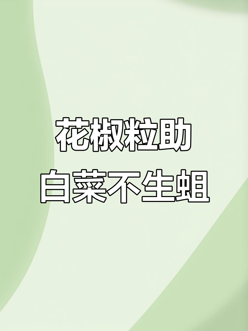 白菜种植小技巧,撒籽前放花椒粒防蛆脱帮