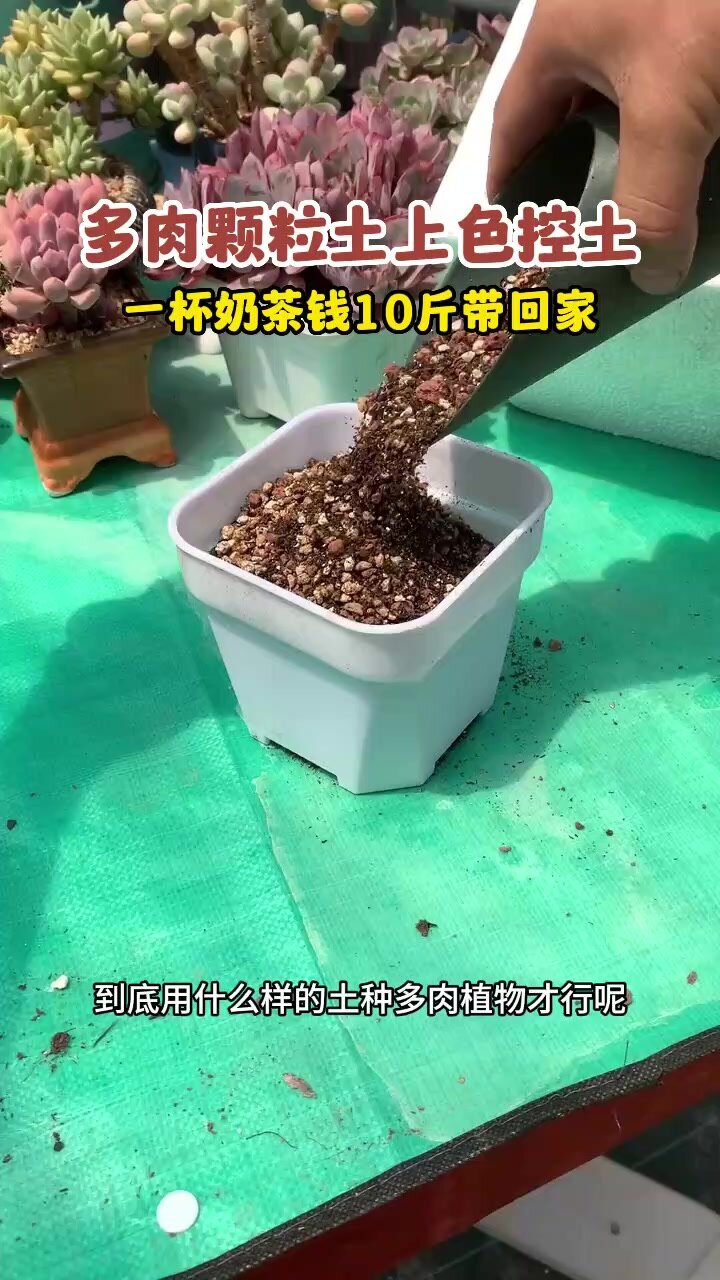 到底用什么土种多肉植物才好