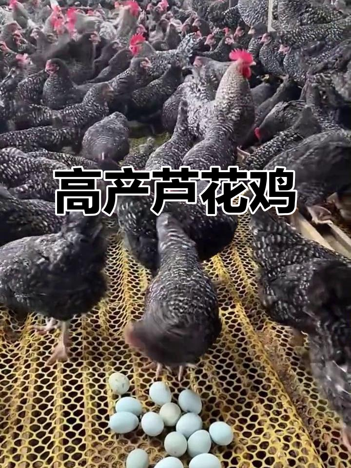 芦花鸡:蛋肉兼用,绿壳鸡蛋营养高