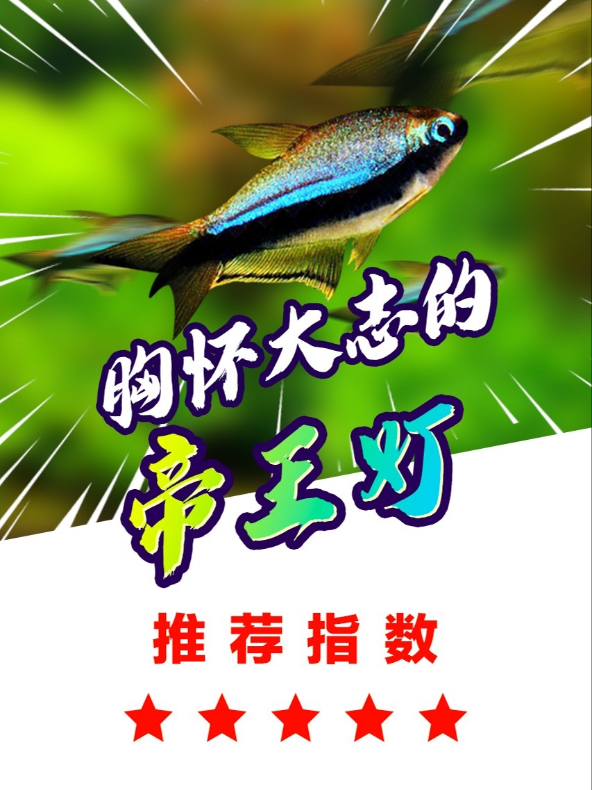 帝王灯,草缸伴侣,群游鱼,颜色多彩观赏鱼