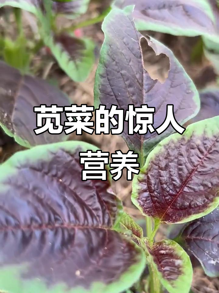 苋菜的营养价值与健康益处,了解维生素K和膳食纤维的神奇作用