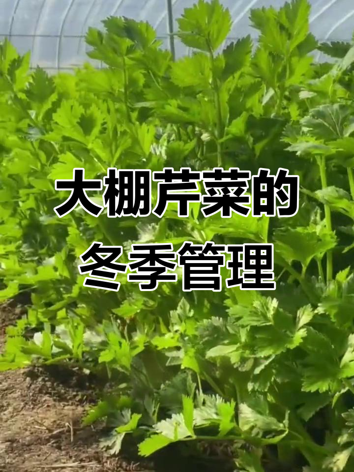 冬季大棚芹菜种植技巧,掌握这些要点高产又健康