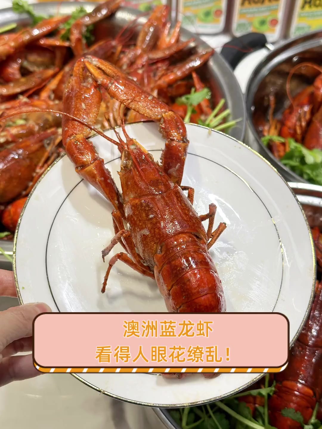 澳洲蓝龙虾,看得人眼花缭乱!