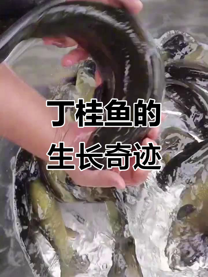 丁桂鱼食性杂,一年长1-2斤,最大可达十几公斤