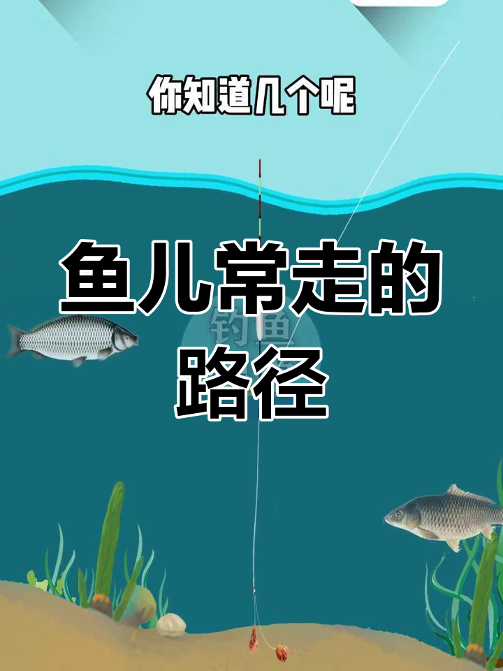 钓鱼人必知的鱼道秘密