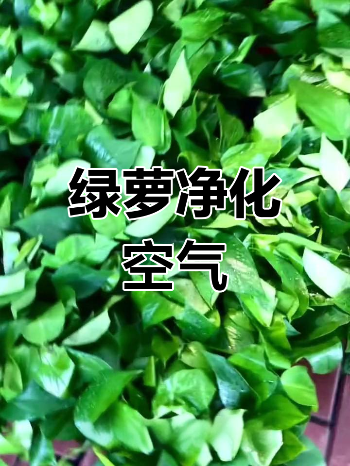 绿萝的八大环保功效