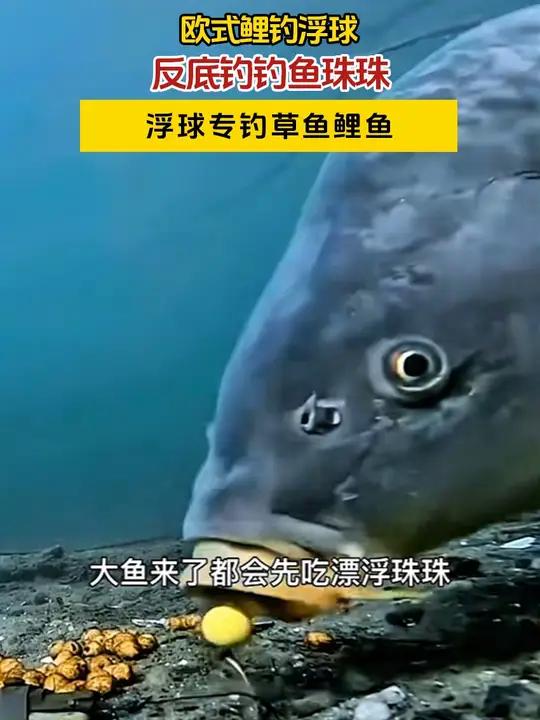 反底钓专用浮球,带动鱼钩和饵料悬浮,解决挂底问题,一吸就入口,各种线组都能玩,钓大鱼更简单