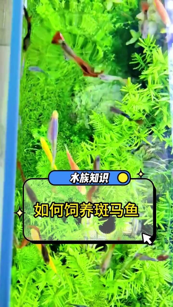 你家的斑马鱼都和什么鱼混养呢?