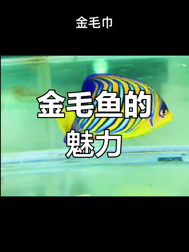 红海金毛鱼:水族箱中的明星