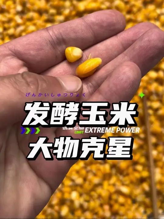 发酵玉米制作 野钓大物必备发酵玉米,大鱼喜欢自然发酵的酒香甜香味玉米