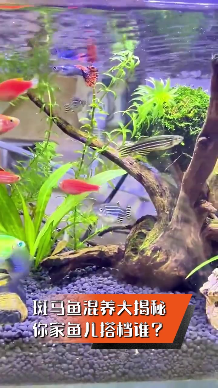 斑马鱼混养大揭秘,你家鱼儿搭档谁?