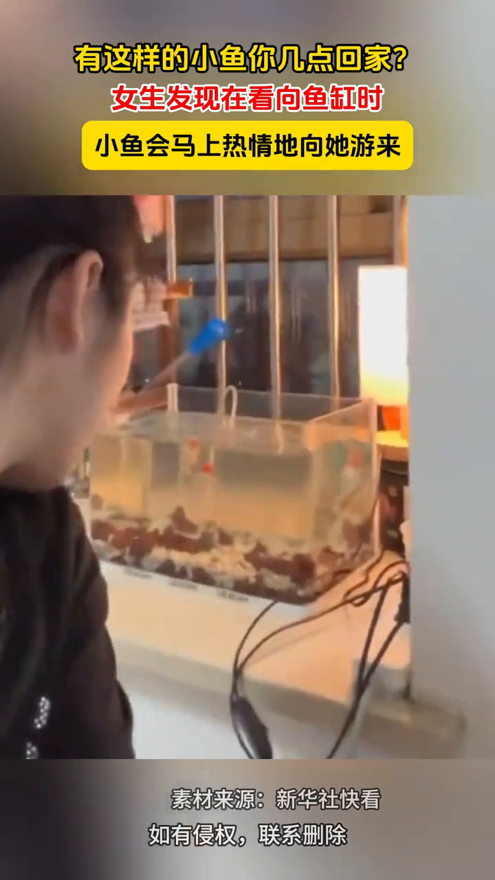 女生发现在看向鱼缸时,小鱼会马上热情地向她游来