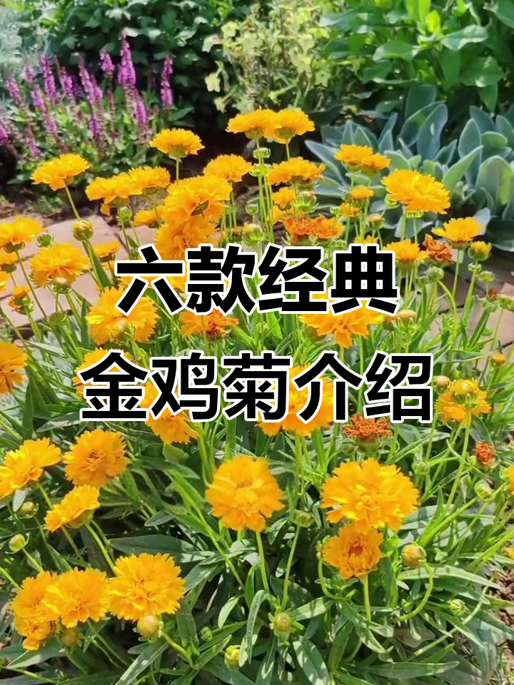 花园里的六种金鸡菊,你最喜欢哪一款?