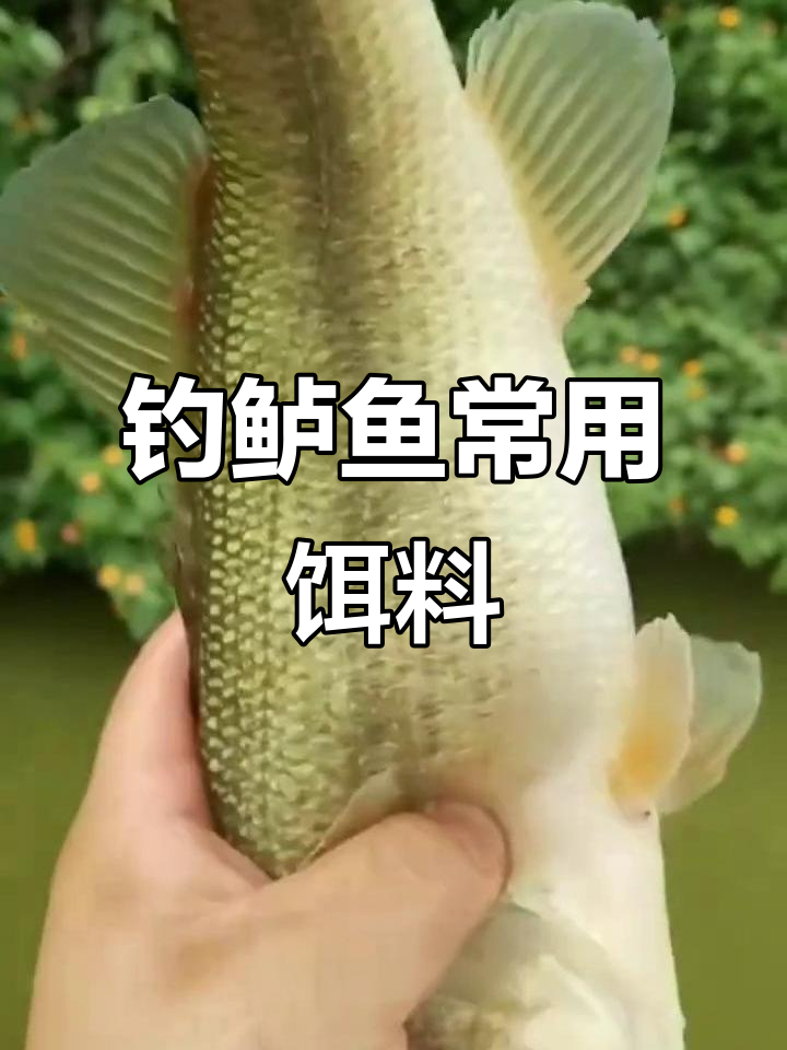 钓淡水鲈鱼的必备饵料,从小鱼到乌贼全解析