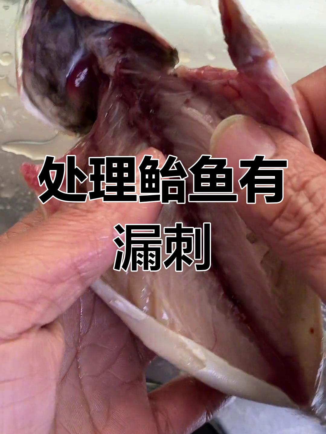 鲐鱼处理时漏刺,不影响食用