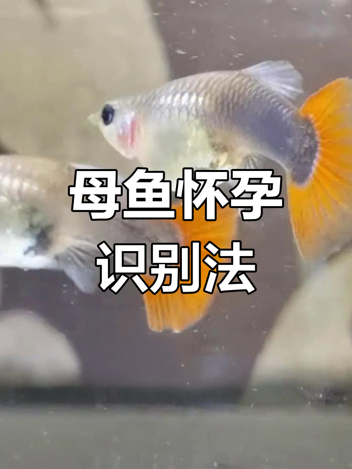如何辨别孔雀鱼是否怀孕