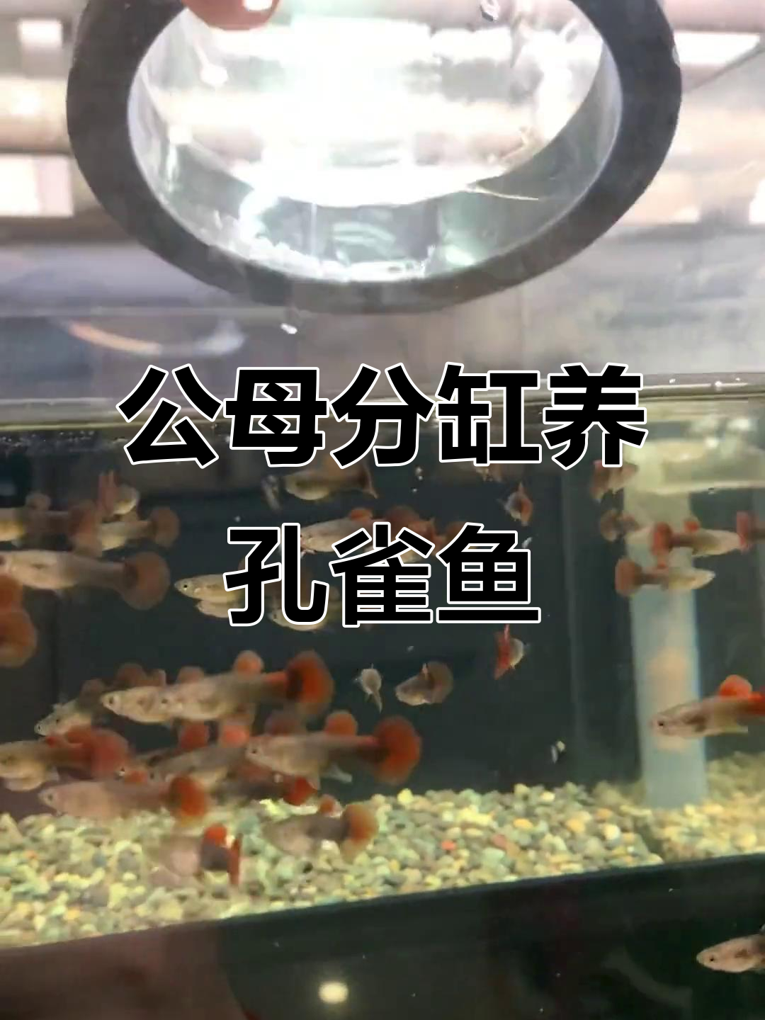 为什么公母孔雀鱼要分开饲养?揭秘精品培育秘诀