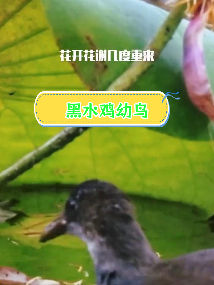 野生黑水鸡亚成鸟摄影