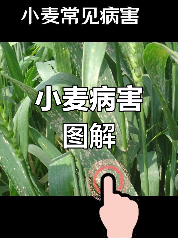 小麦常见病害全解析,你都能认出来吗?