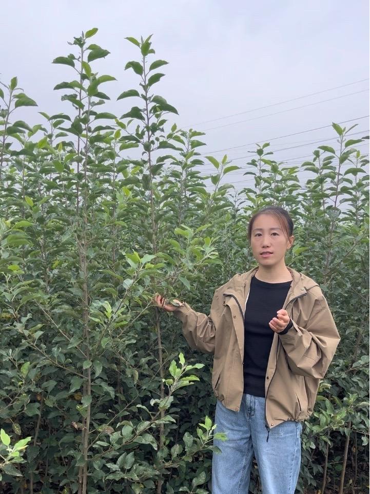 陕西地区表现硬度高,上色好,丰产性好早熟苹果品种 大卫嘎啦苹果苗 早熟苹果品种 上热搜 新