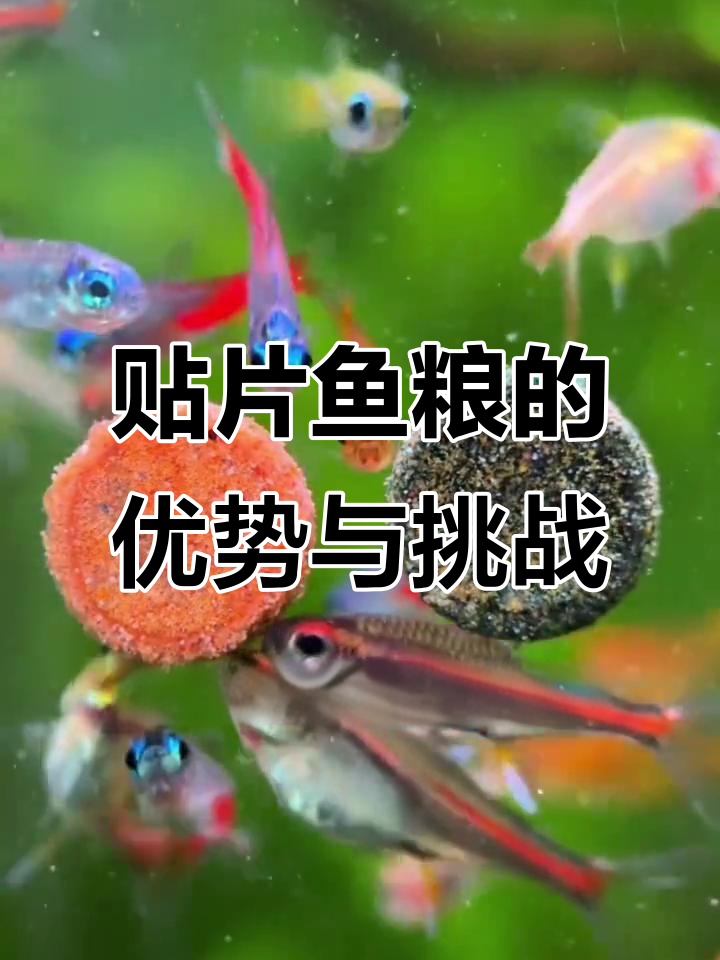 贴片鱼食的优缺点分析,如何选择适合你的热带观赏鱼饲料