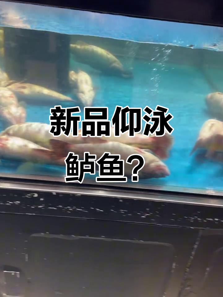 盒马新品种“仰泳鲈鱼”亮相,品质是否下滑?