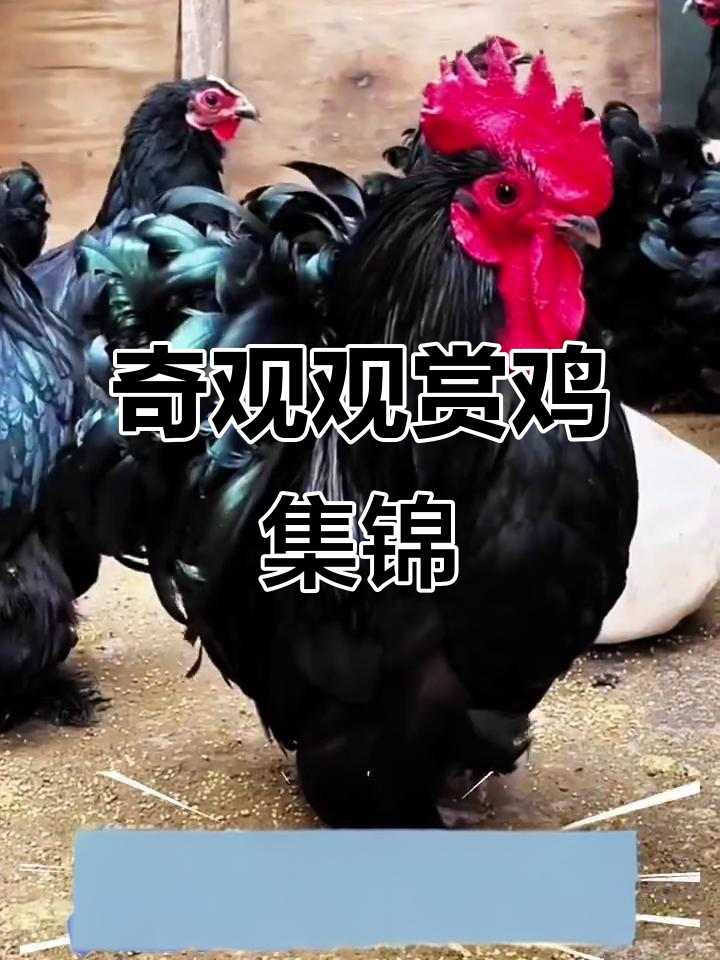 各种奇特观赏鸡大揭秘:从东涛到翻毛,每只都有独特魅力
