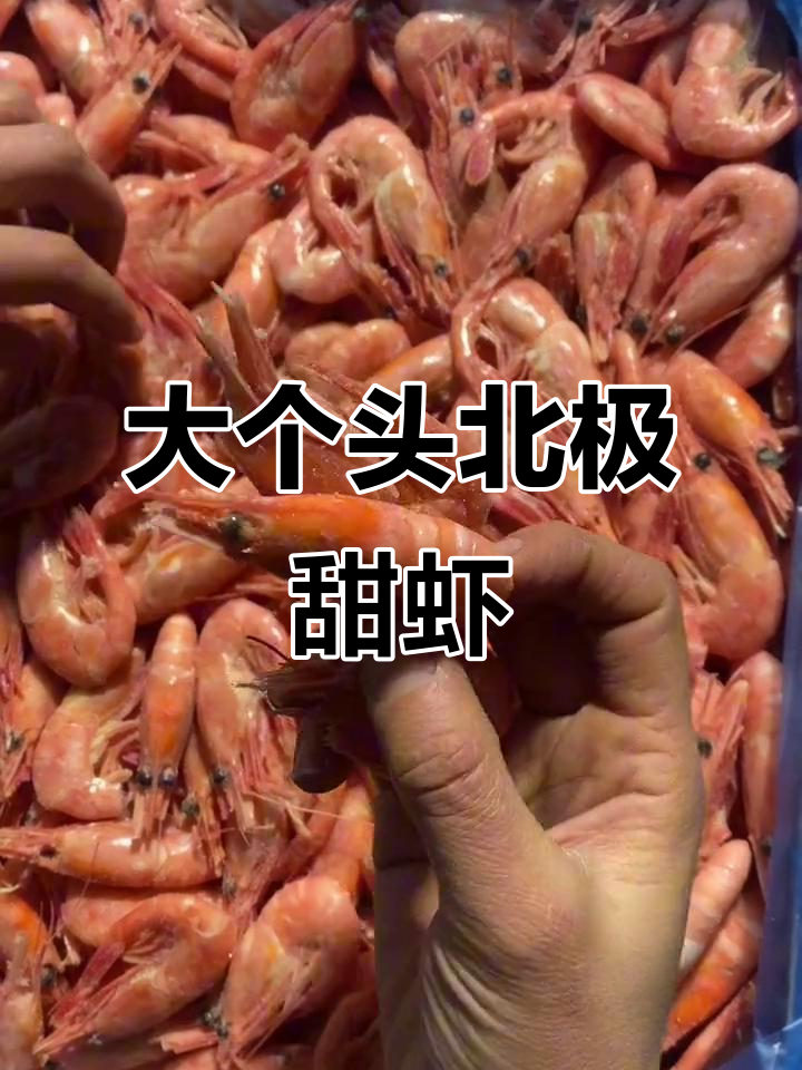 北极甜虾七零九零大规格,颜色超美!