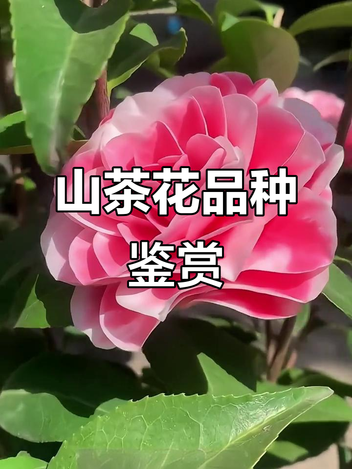 云南山茶花品种大揭秘:从蝶红玫瑰到皇家天鹅绒