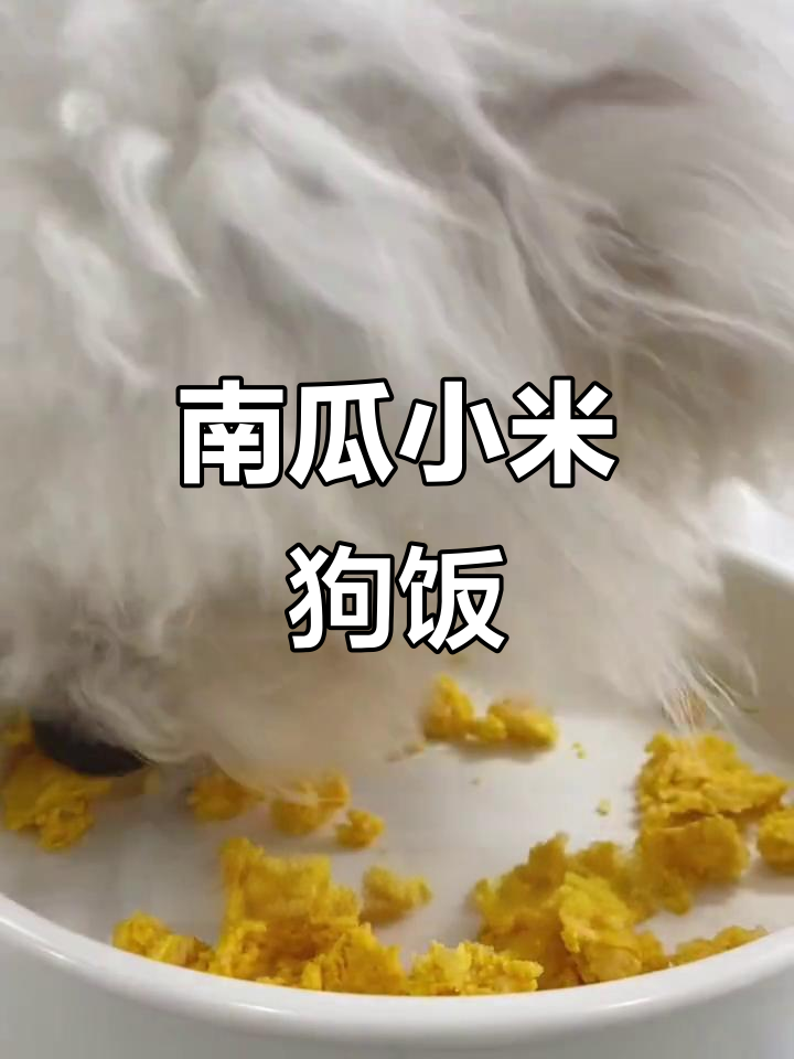 肠胃不适狗狗的南瓜小米糕,简单又营养