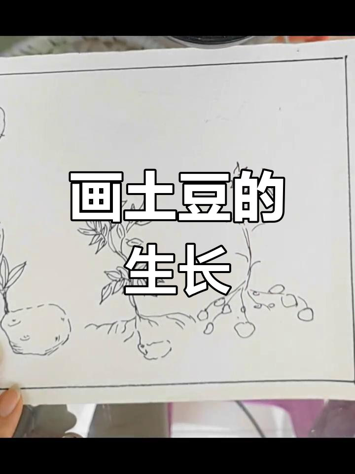土豆生长过程绘画教程