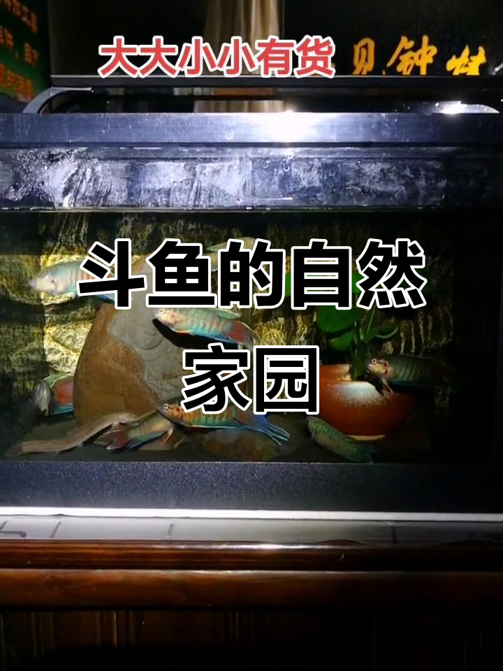 玻璃缸中的斗鱼世界,原生鱼的美丽与自然