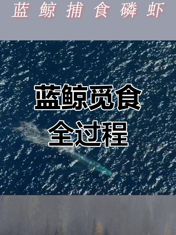 蓝鲸捕食磷虾的艰辛旅程