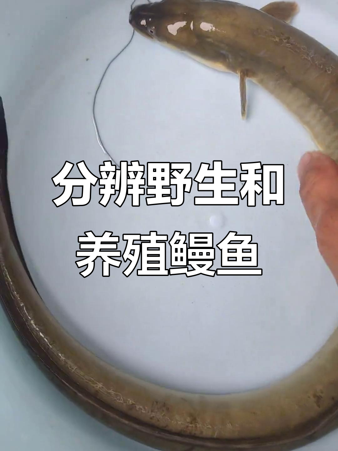 如何辨别野生鳗鱼与养殖的区别