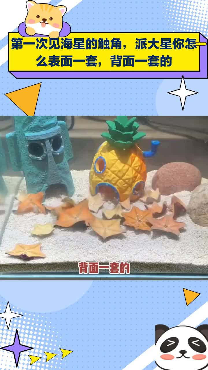 第一次见海星触角,派大星竟表面一套背面一套!