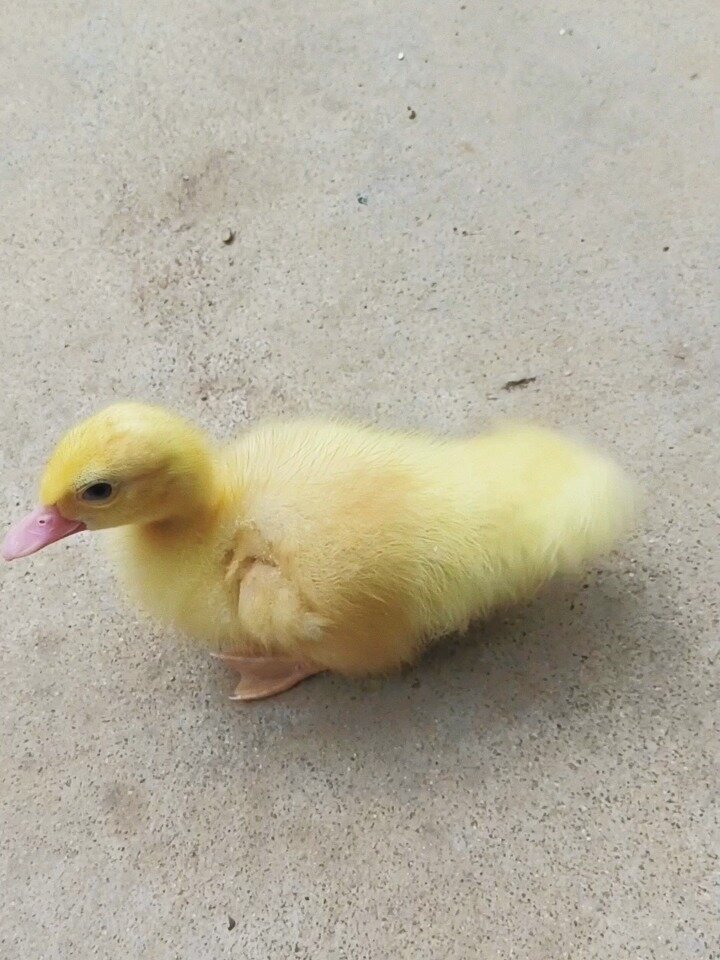 小鸭子摇尾巴,是开心还是讨好?